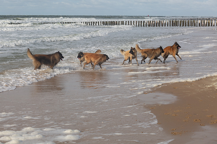 Wandeling Zoutelanden